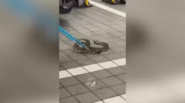 Chinese firefighters pull out python from inside car's fender