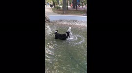 A good buoy cooling down in the park fountain, no worries just having fun biting the water