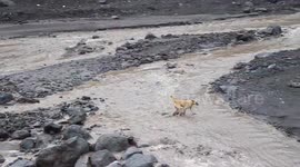 Perro se salva de ser arrastrado por lahar que descendía del volcán de fuego