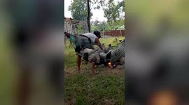 Spoiled pet dogs share hammock on farm in the Philippines