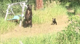 Idaho homeowner spot mother bear and cubs roaming around garden