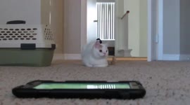 Smart Cat plays with iPad