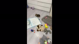 Very active puppy decided to freshen up at home!
