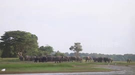 Bovines get chased by elephants in northwestern Sri Lanka