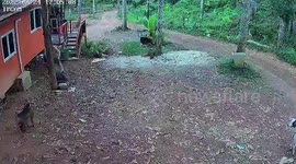 Police hunt aggressive wild monkey seen attacking CHILDREN in Thailand