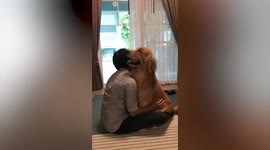 Clingy pet Golden Retriever loves cuddling with owner