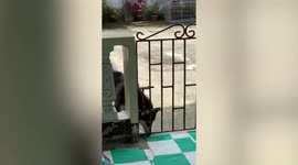 Smart pet Siberian Husky dog figures out how to open gate