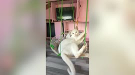 Pet cat enjoys swinging on makeshift hammock from old electric fan parts