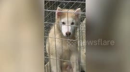 Pet Siberian Husky stains his fur after playing but left perfectly clean spot on face