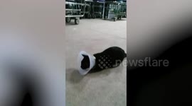 Newly-neutered cat returns to hospital wearing 'cone of shame' at midnight