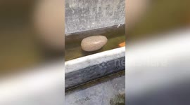 Large egg-shaped rock floats in water baffling onlookers