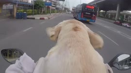 Labrador's ears flap in the wind as it goes on bike ride in Thailand