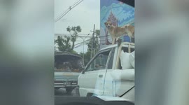 Pet dog stands on top of moving pickup truck in Myanmar