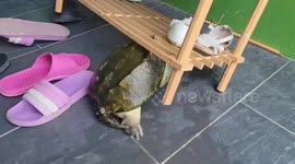 Aggressive pet turtle attacks shoe stand in Taiwan