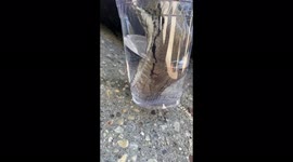 Look, no hands! Snake sips water out of clear cup like a straw