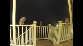Owl rock with you! Watch these 3 owls dance to a mysterious beat