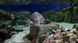 Turtle glides past with its large shell and makes swimming look easy as it floats well in the water