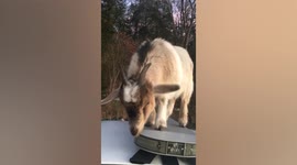 Cheeky goat and friend ransacks cop's patrol car and eats his paperwork in Alabama