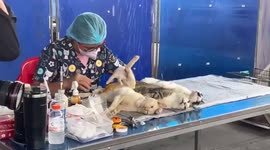 Ouch! Stray cat tied to down with string while being spayed to control population in Thailand