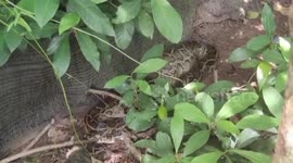 Large 10ft-long python regurgitates chicken after being caught in Thailand