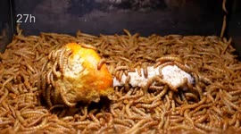 Thousands of mealworms devour wild mushroom in skin-crawling timelapse