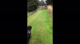 A labradors first encounter with a cow blocking our path
