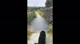 This bridge is very scary for the Labrador to cross and lowers her body to the ground