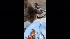 The cat suddenly stole the fish bones and the guy's shoe!