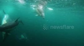 SOUND ON! Rare moment pod of dolphins caught