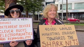 The inhumane shark netting sparks protestors in Manly Australia to stand up for the mammals.