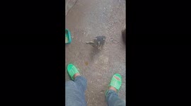 The funny duck suddenly spins continuously when the man approaches i