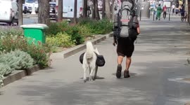 Dog wearing a double transport bag, walking with his master as two urban adventurers in the streets of Paris. Avenue des Gobelins. 1 september 2022.