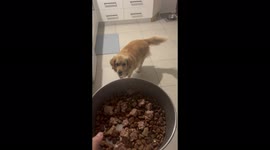 Dog has a hysterical reaction to dinner