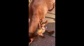 ''Talking' Vizsla pup tries to get its owner's attention by attacking its stuffed toy '