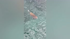 Chinese resident captures monkey diving in sea