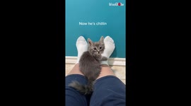 Friends in San Diego rescue, nurse back to health and adopt stray kitten