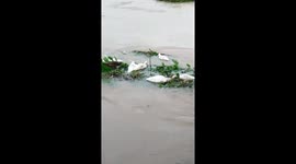 Scared ducks cling to bushes to escape death during floods in Vietnam