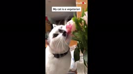 This unreal cat loves to consume fresh flowers
