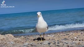 Our family had a not-so-shy visitor while we relaxed on the beach , this Seagul just wanted what we had !