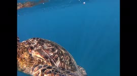 Sea turtle in Samoa feeding on papaya savai’i