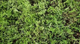 Palestinian agricultural engineers work on a sweetener production of stevia seedlings in Rafah in the southern of Gaza strip