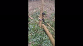 The man used his shoulder to lift the trunk of a tree weighing