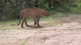 safari peoples are making noises for the leopards to stop their walk and get the photo.