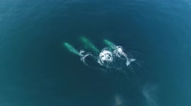 Amazing drone footage shows gray whales migrating along Newport Beach, California coast
