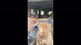 That's my dawg! UK dog vibes to 2Pac classic