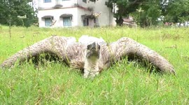 One large size of Vulture rescued. From east coast area Chandipur of India , one large size Vulture rescued by snake helpline member . According to him ,while he was on the way to rescue a snake , got information that one big size Vulture sitting on a tre