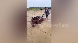 Tourists rescue horse trapped in deep mud in China