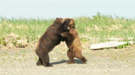 Brown bears wrestle in action-packed footage taken by delighted US photographer