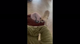 Please do not disturb: Dog attempts to wake its buddy up from deep sleep