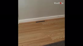 'Chaotic cat attacks camera after it catches him stealing nail file '
